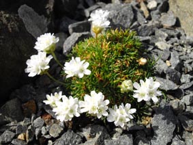 Armeria juniperifolia 'alba'